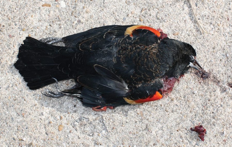 blackbirds dead in sweden