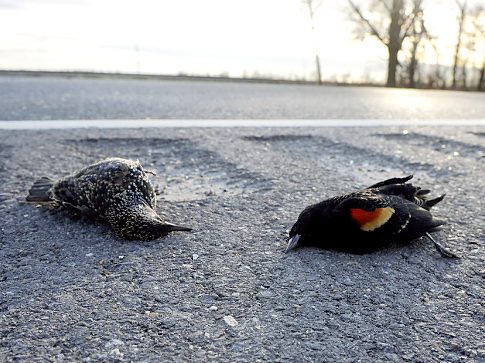 Dead Birds-Louisiana