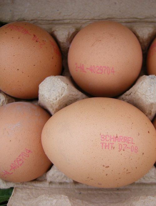 dioxin contaminated eggs germany