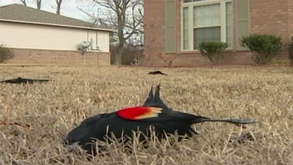red winged blackbirds dead
