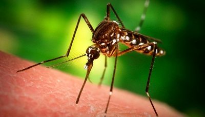7 Ways how to treat and prevent mosquito bites