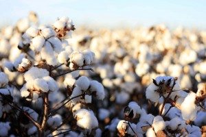 Organic cotton benefits both you and the farmer