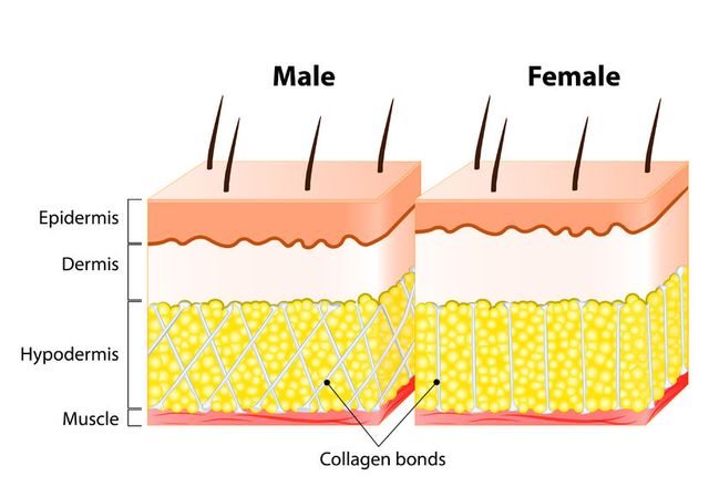 cellulite-structure-male-vs-female