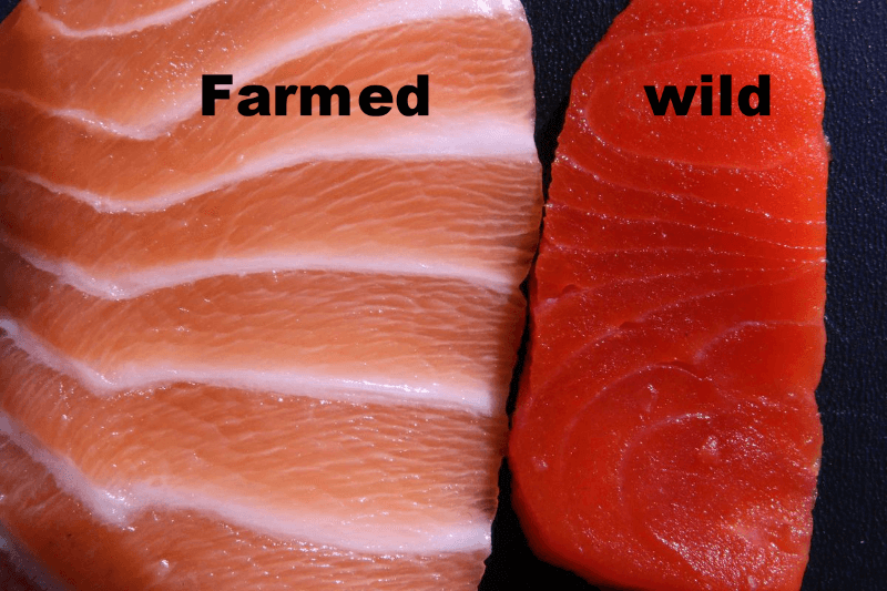 wild_vs_farmed_salmon