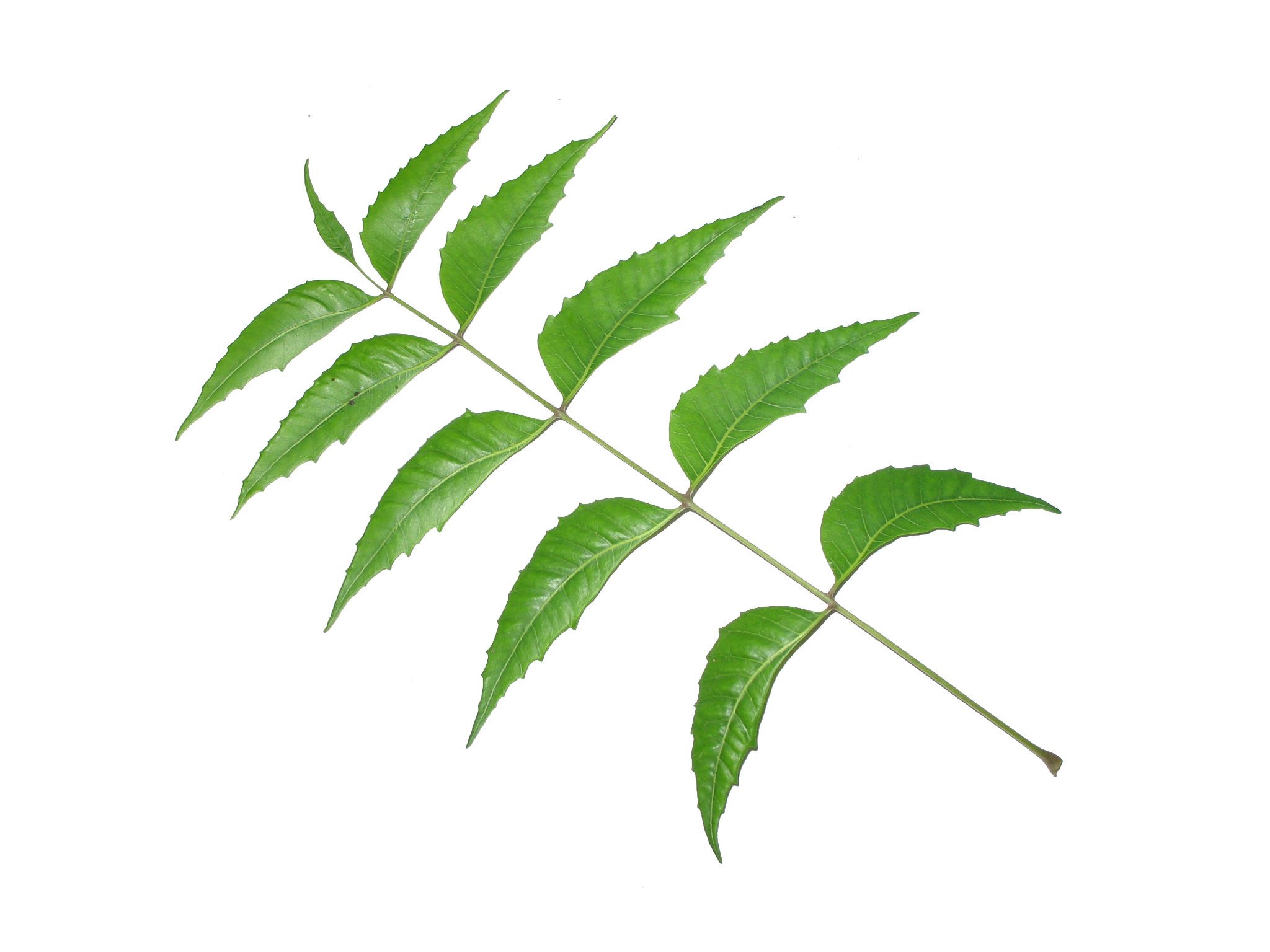 Neem leaves