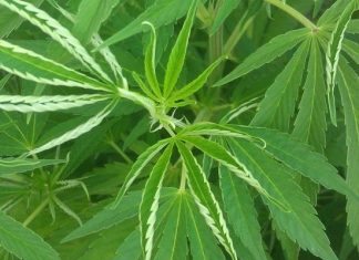 marijuana_plant