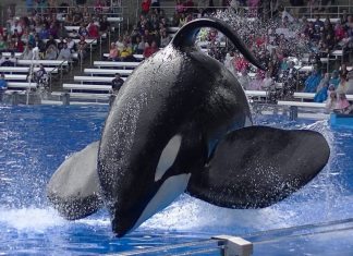 tilikum_blackfish_orca