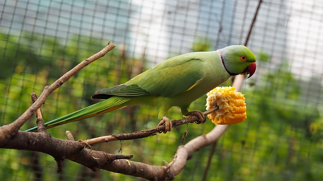 3 Methods To Reduce Your Parrot's Screaming and Bad ...
