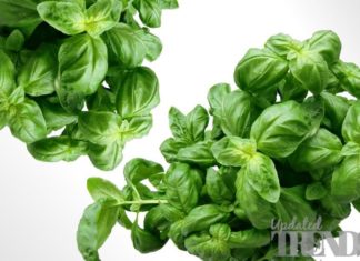 basil leaves