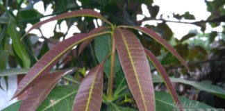 mango leaves