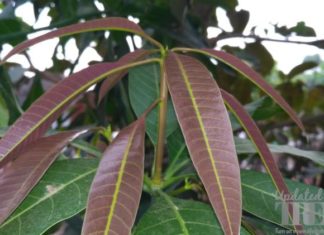 mango leaves